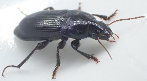 Réf. 256 549 : Harpalus dimidiatus